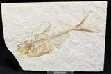 Diplomystus Fossil Fish - Wyoming #27424-1
